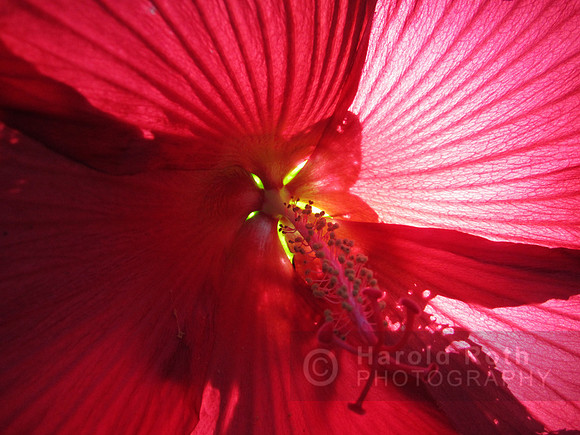 flowers99