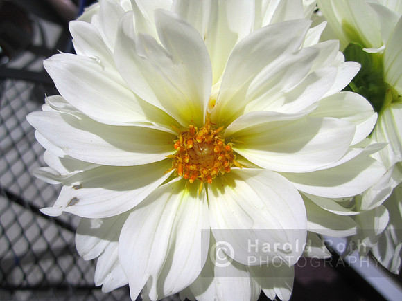 flowers103