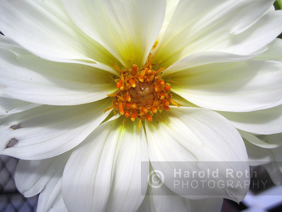 flowers105