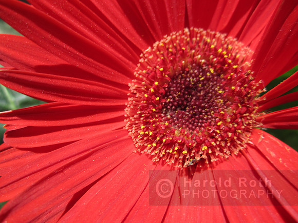 flowers126