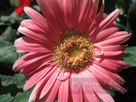 flowers127