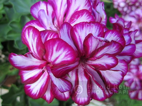 flowers130