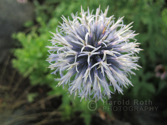flowers131