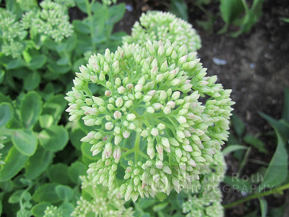 flowers132