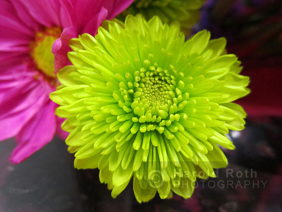 flowers139