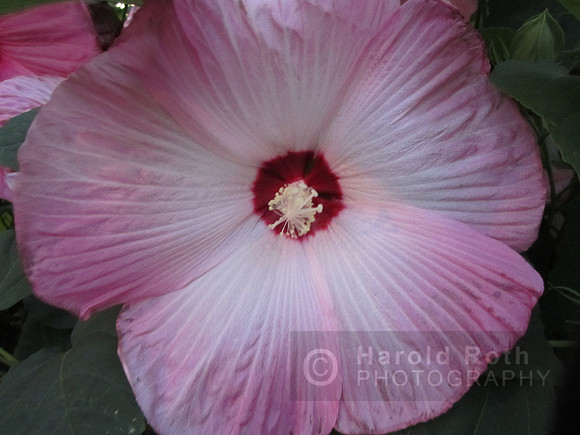 flowers143