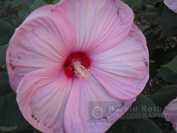 flowers146