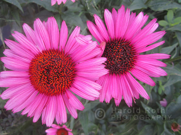 flowers250