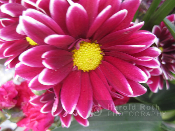 flowers277