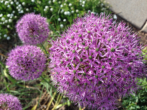 flowers294