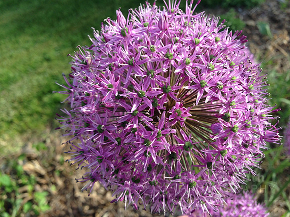 flowers297