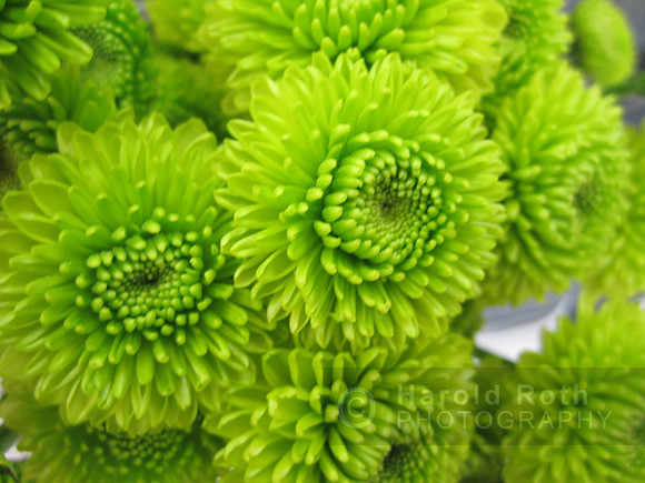 greens_138