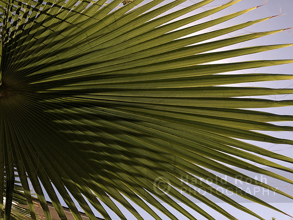 greens_3446