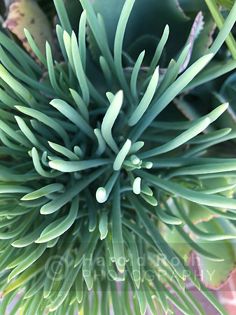 greens_5336
