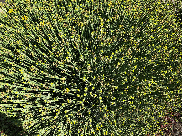 greens_5580