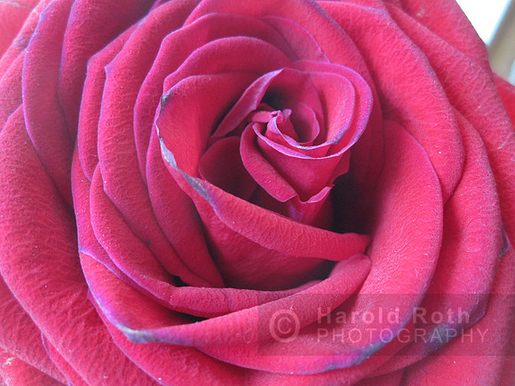 rose04_hr
