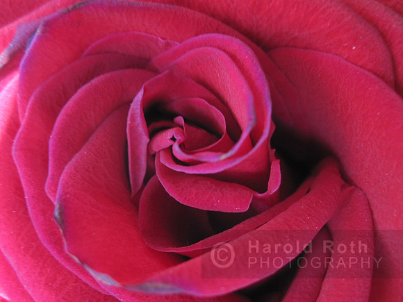 rose06_hr