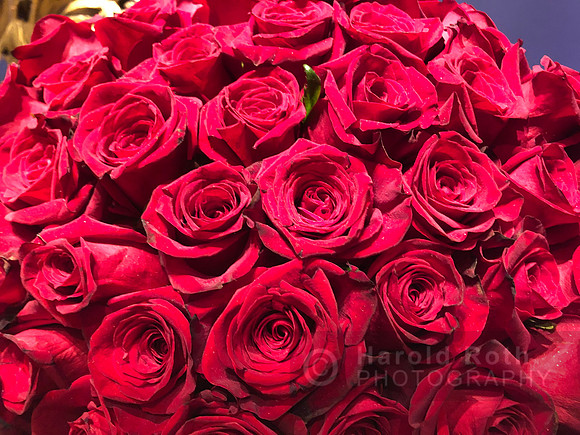 roses09