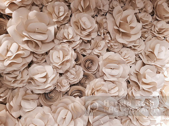 roses13