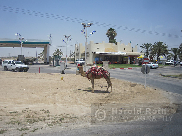 camel01_hr