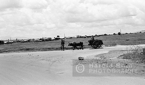 water_buffalo01_hr