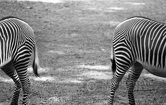 zebra_01