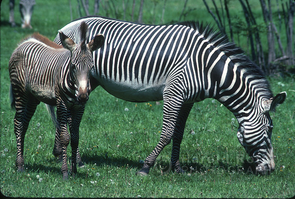 zebra05