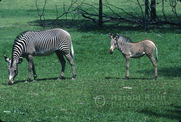 zebras04_hr