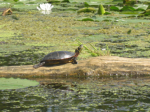 turtle_vermont01