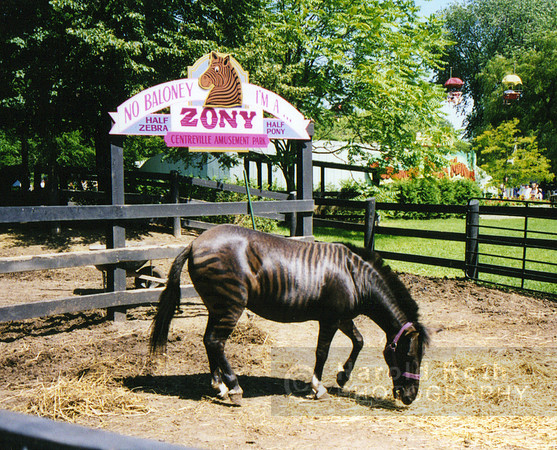 zony_zebra_pony