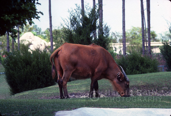 yak01_hr