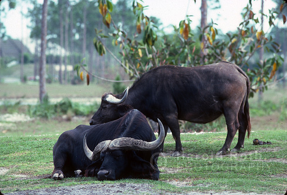 waterbuffalo01_hr