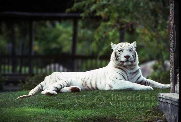 tiger03