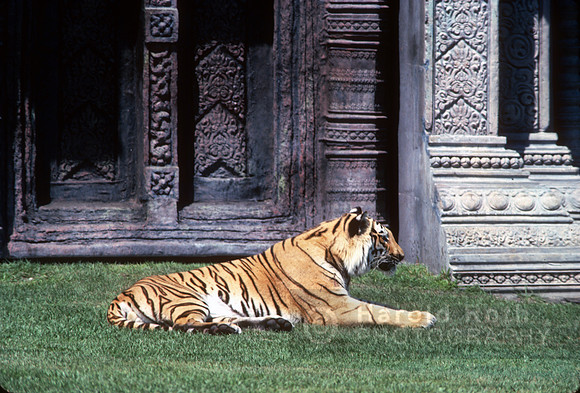 tiger10