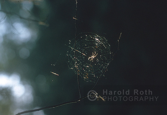 spider_web