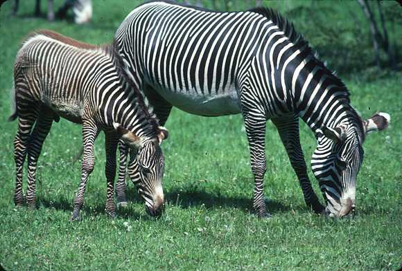 zebras03_hr