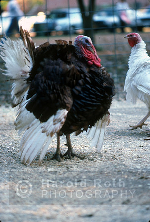 turkey02_hr