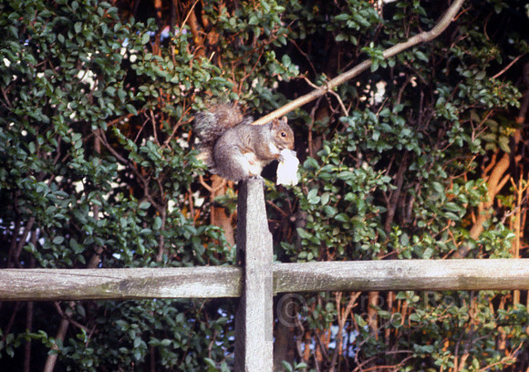 squirrel01
