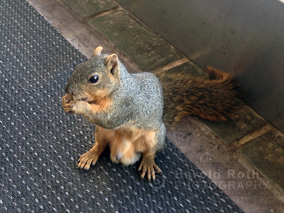 squirrel05