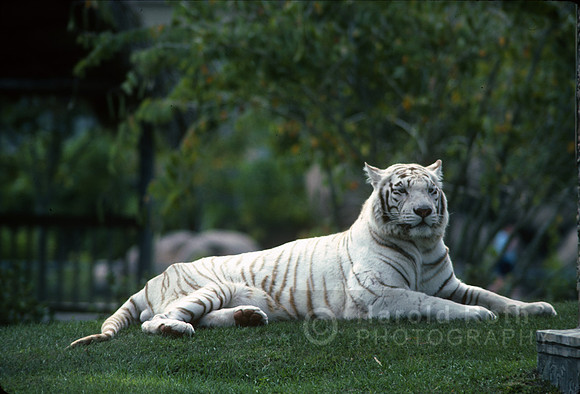 white_tiger01_hr