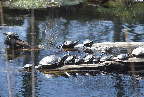 turtles01_hr