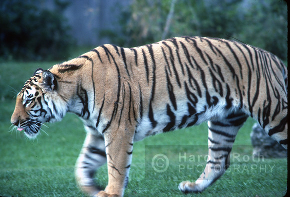 tiger02
