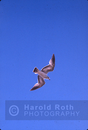 seagull01