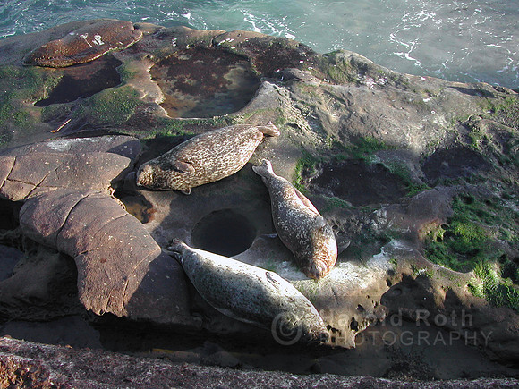 sealions01