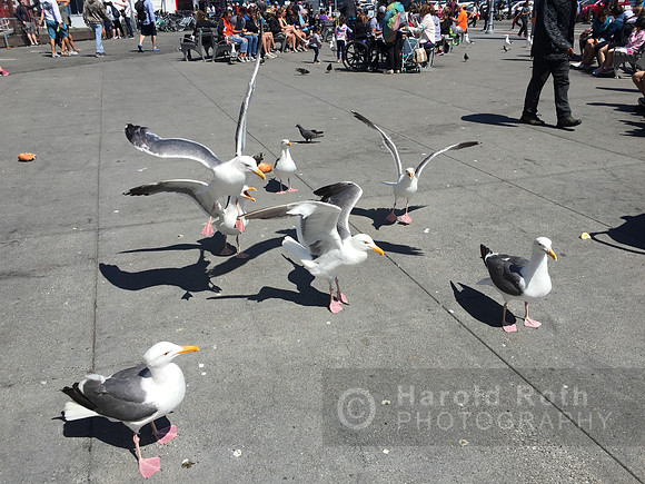 seagull_8324