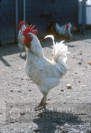 roosters06_hr