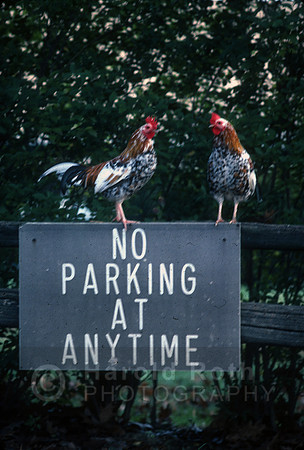 roosters04_hr