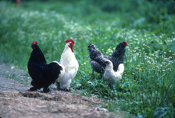 roosters05_hr
