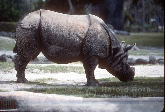 rhinoceros03