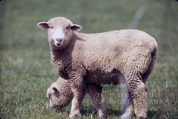 sheep01_hr
